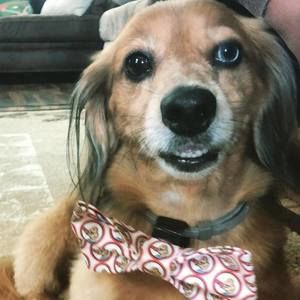 Meet your Posher, Heidi